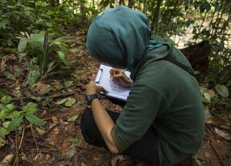 Trainer taking notes during lesson for orangutans at Sumatra's jungle school