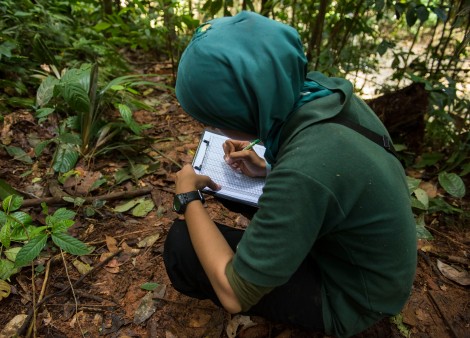 Trainerin macht Notizen über das Verhalten der Orang-Utans in der Urwaldschule Sumatras