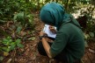 Trainerin macht Notizen über das Verhalten der Orang-Utans in der Urwaldschule Sumatras