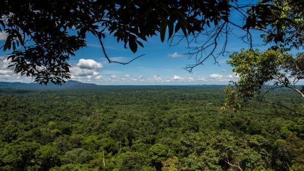 View over the national park Bukit Tigapuluh