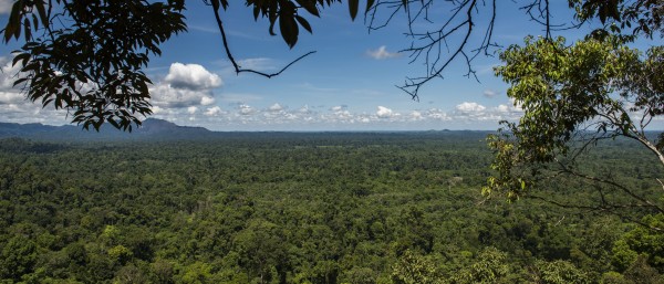 View over the national park Bukit Tigapuluh