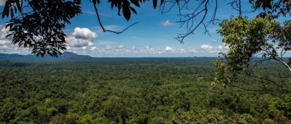 Blick über den Nationalpark Bukit Tigapuluh