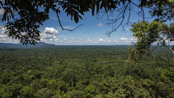 Blick über den Nationalpark Bukit Tigapuluh