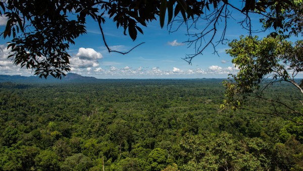 View over the national park Bukit Tigapuluh