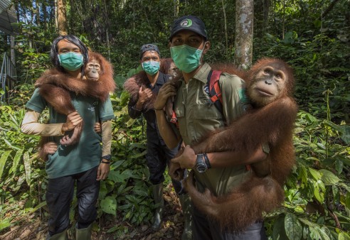 Three trainers carrying three orangutans in the jungle of sumatra