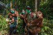 Three trainers carrying three orangutans in the jungle of sumatra