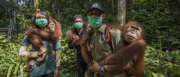 Drei Trainer tragen drei junge Orang-Utans im Urwald Sumatras