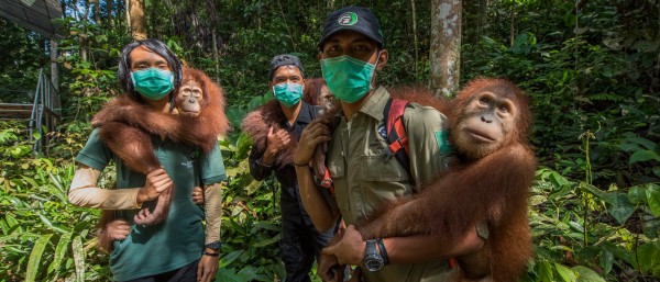 Three trainers carrying three orangutans in the jungle of sumatra