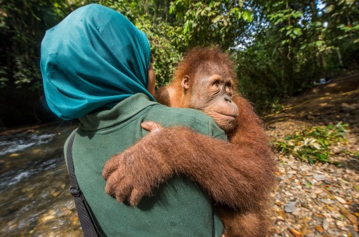 Trainerin trägt jungen Orang-Utan Kedaung in die Dschungelschule