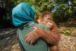 Trainerin trägt jungen Orang-Utan Kedaung in die Dschungelschule