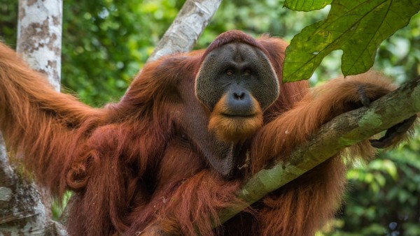 Win Gayo, ein ausgewachsener Orang-Utan im Regenwald Sumatras