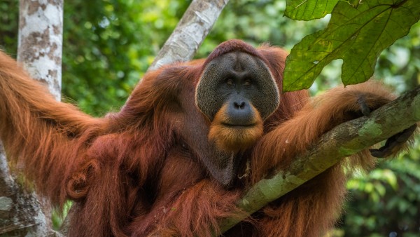 Win Gayo, an adult orangutan in the rainforests of Sumatra
