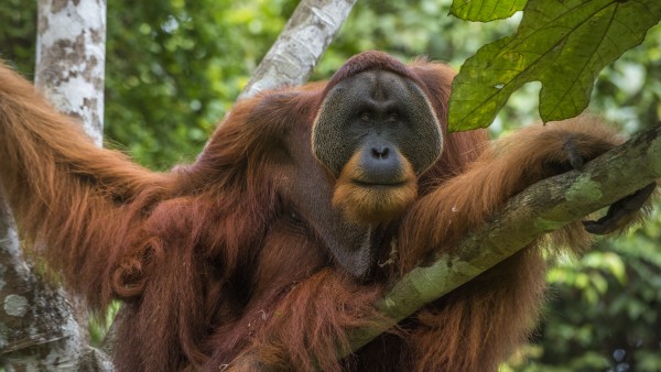 Win Gayo, ein ausgewachsener Orang-Utan im Regenwald Sumatras