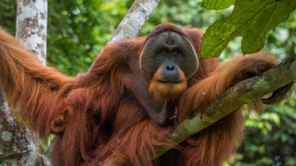 Win Gayo, ein ausgewachsener Orang-Utan im Regenwald Sumatras