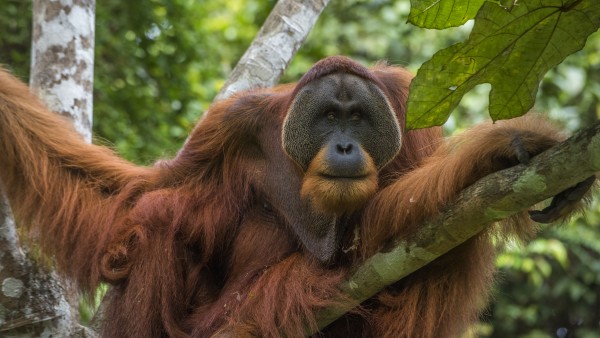 Win Gayo, an adult orangutan in the rainforests of Sumatra