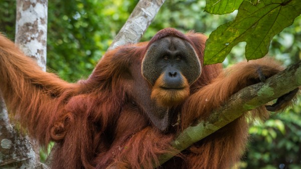 Win Gayo, ein ausgewachsener Orang-Utan im Regenwald Sumatras