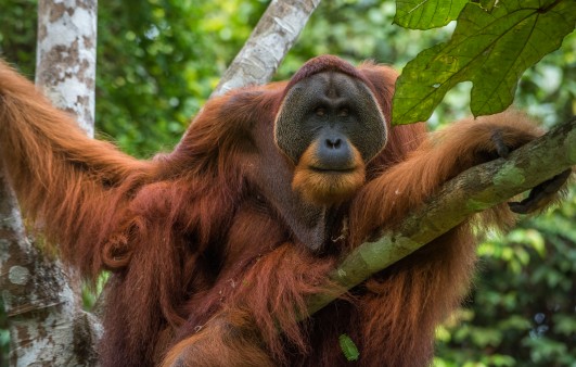 Win Gayo, ein ausgewachsener Orang-Utan im Regenwald Sumatras