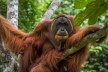 Win Gayo, ein ausgewachsener Orang-Utan im Regenwald Sumatras