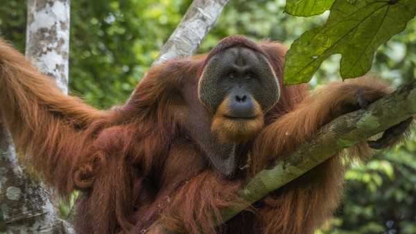 Win Gayo, ein ausgewachsener Orang-Utan im Regenwald Sumatras