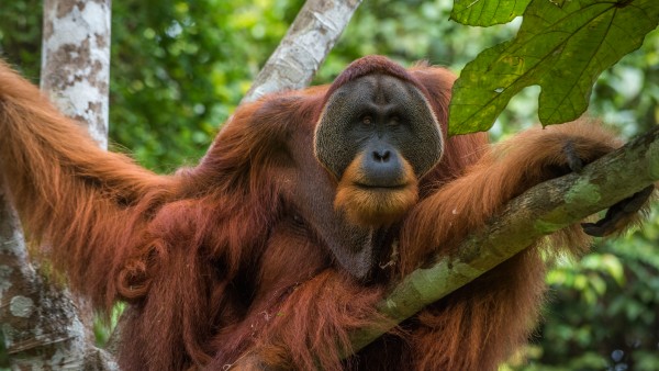 Win Gayo, ein ausgewachsener Orang-Utan im Regenwald Sumatras