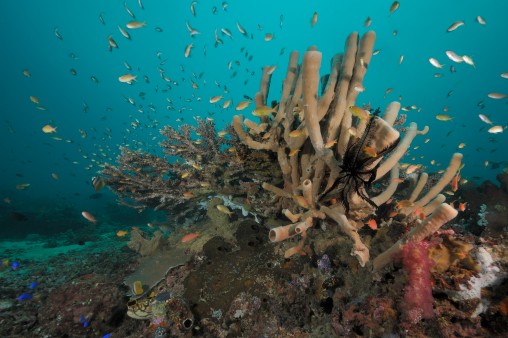 Korallenriff bei Halmahera im nordöstlichen Indonesien