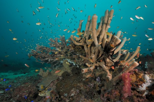 Korallenriff bei Halmahera im nordöstlichen Indonesien