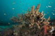 Korallenriff bei Halmahera im nordöstlichen Indonesien