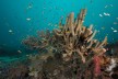 coral reef near Halmahera