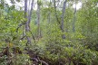 Mangrovenwald auf Halmahera im nordöstlichen Indonesien