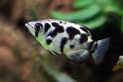 Archerfish