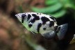 Archerfish