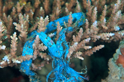 Plastic waste in coral reef