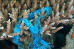 Plastic waste in coral reef