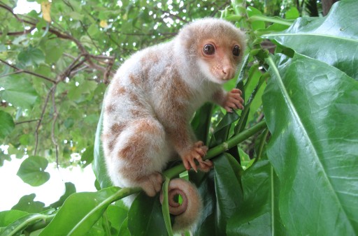 spotted cuscus 