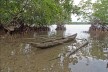 Boat in mangrove forest