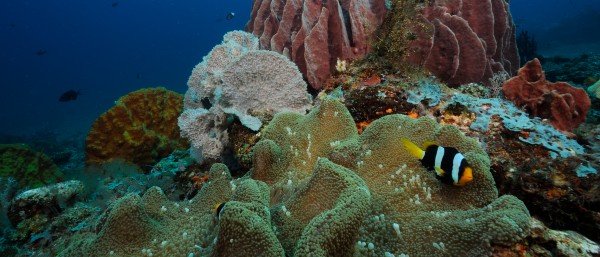 Underwater scenery