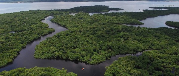 Regenwald in Brasilien