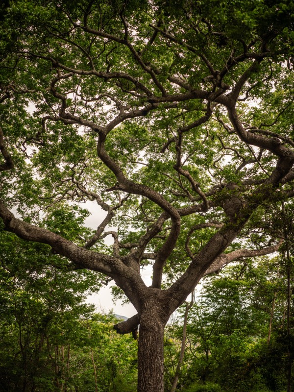 Baum Regenwald