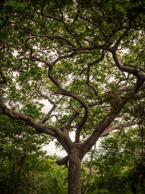 Tree rainforest