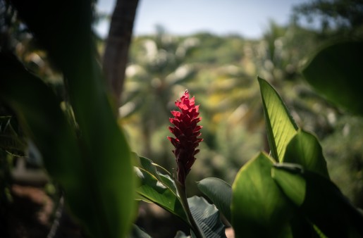 flower in the rainforest