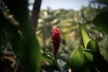 flower in the rainforest