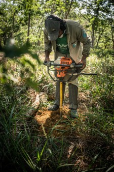 Dung while reforestation at rainforest in Brazil