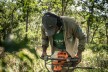 Dung while reforestation at rainforest in Brazil