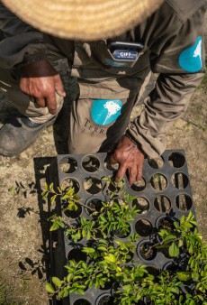 seedlings Brazil