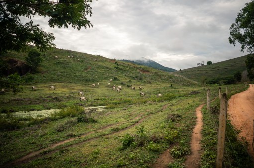 grazing land Aimorés