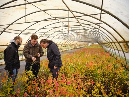 greenhouse