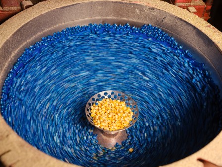 Maize seeds 