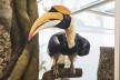 Präperat eines Dopplehornvogels im Senckenberg Museum