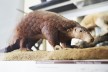 Präperat eines chinesischen Schuppentiers im Senckenberg Museum