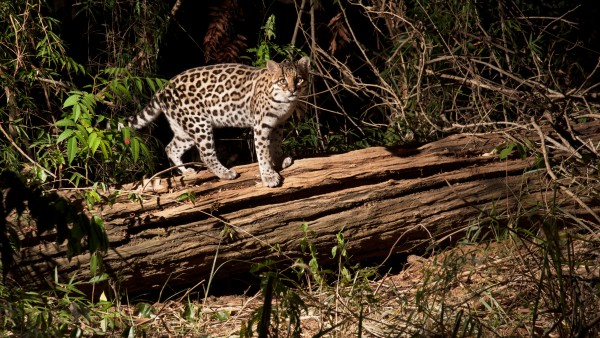 Fauna rain forest Brazil